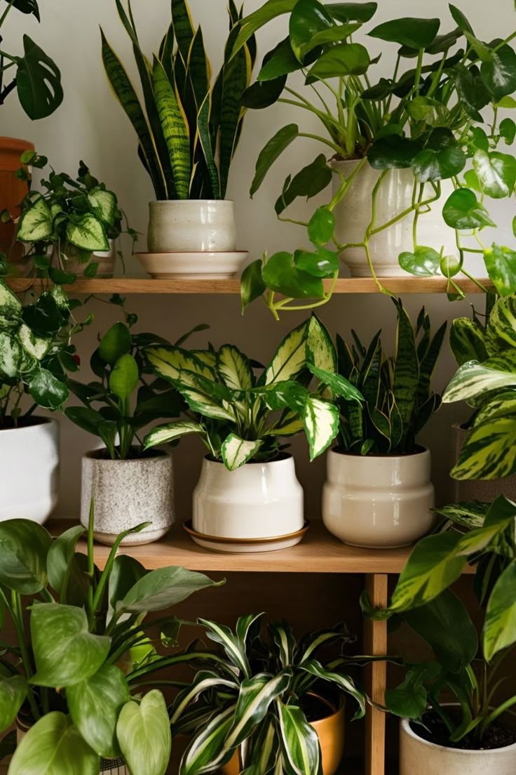 5 Indoor plant for home - TMM India
