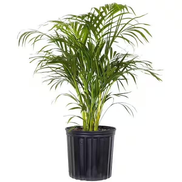 Areca palm indoor plant - TMM India