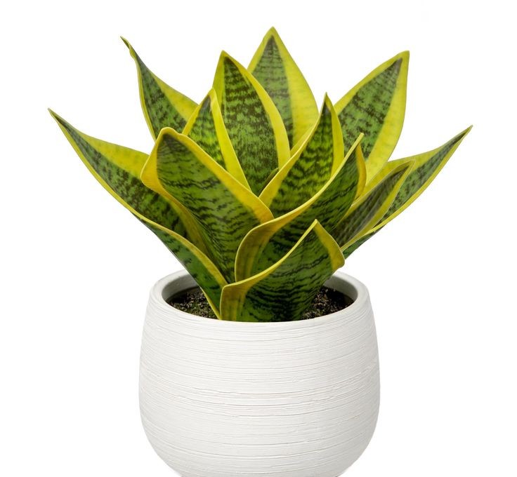 Snake indoor plant for home