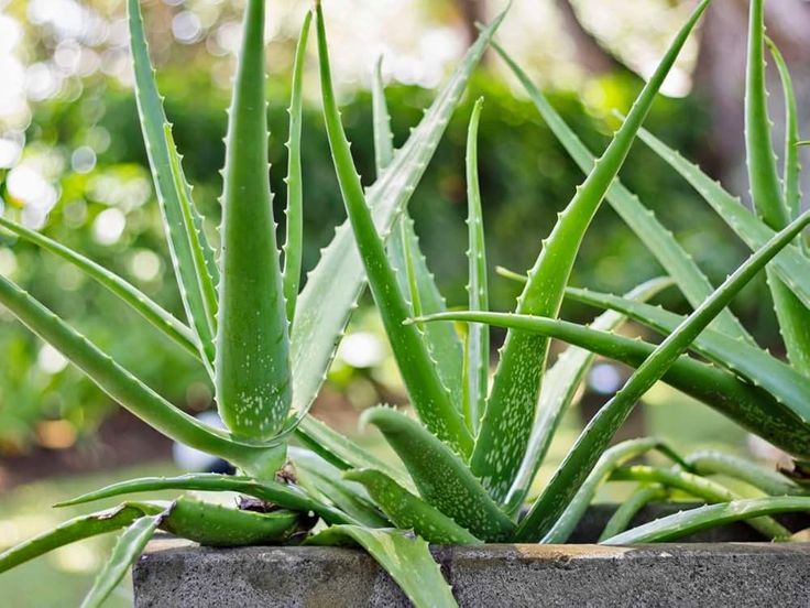 Aloe vera indoor plant - TMM India