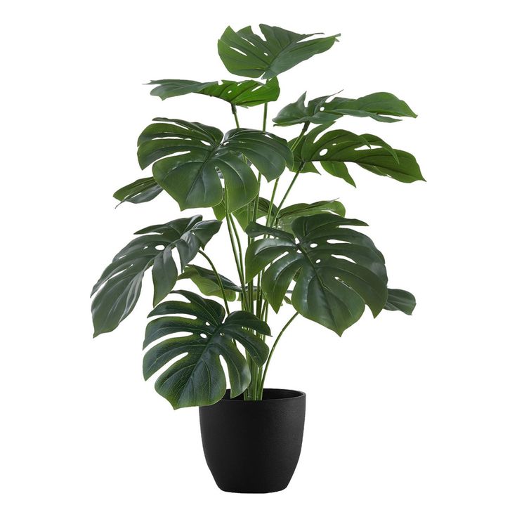 Monstera indoor plant for home