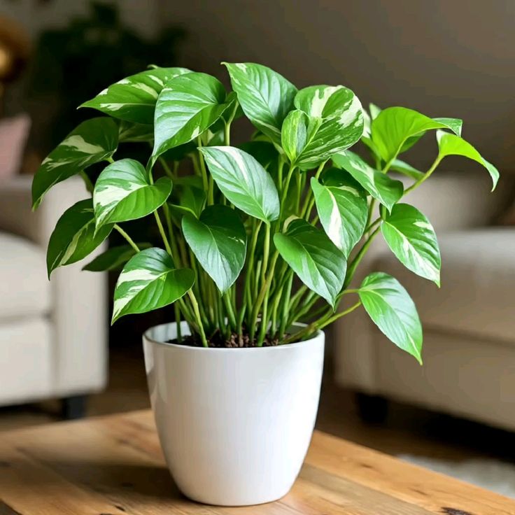Money plant for home - TMM India
