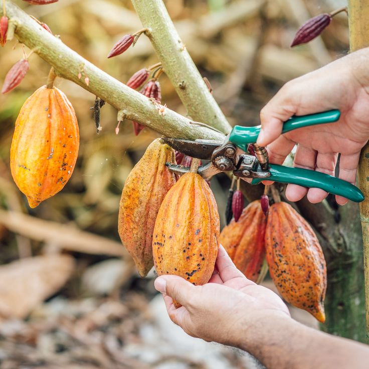 Ethically sourcing cacao pods